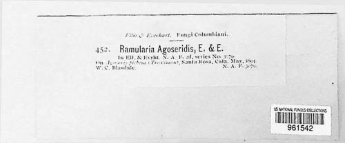 Ramularia agoseridis image